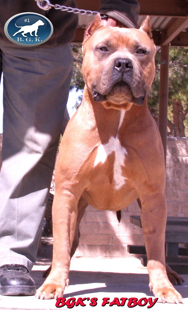 large Bully Pitbulls XXL Pitbull Kennels Pitbull Puppies For Sale